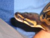 Vartotojo avataras